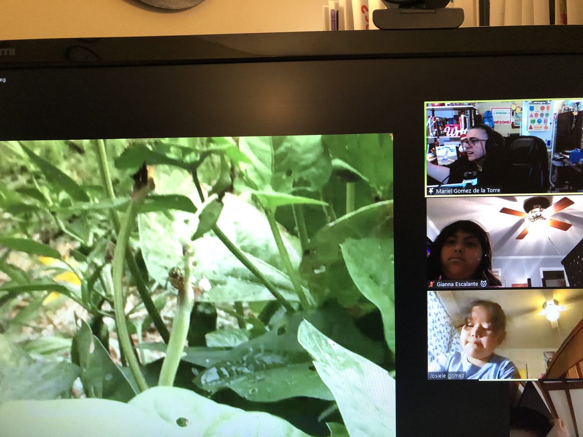MGomezdelaTorre's tweet photo. My students were amazing animal 🕵️‍♂️ investigators today! They went out to find out different insects in their yards! #SummitRock💪❤️ https://t.co/ljncwPSb2H