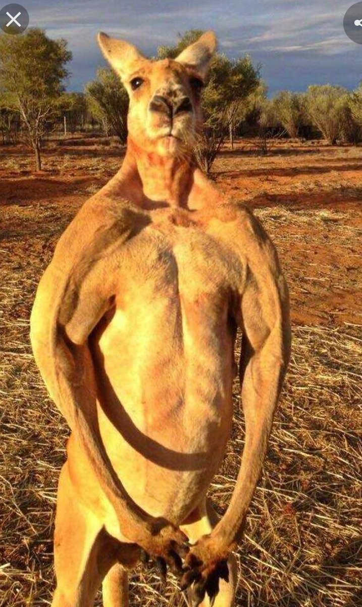 ShinyTeethNFT's tweet photo. Why this ๐ฆ #kangaroo look like it's a deer that decided to start hopping on they hine legs to be different and became swole mean mugging everyone ๐คฃ๐ฒ Am I crazy? #nftcommunity #ShinyTeethNFT #ShinyTeethTalk https://t.co/Ev3KKcUu92