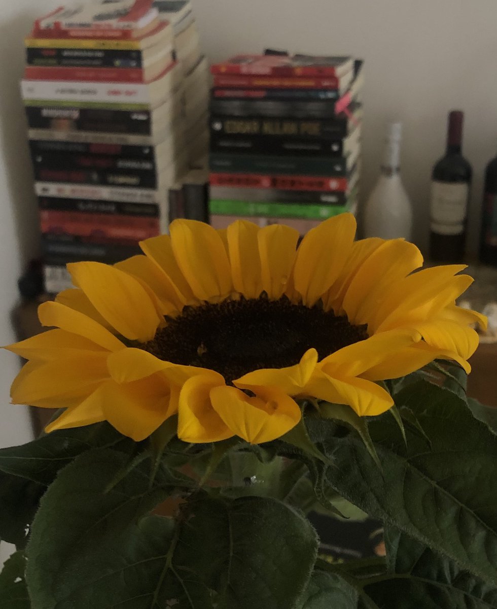 studywithnini's tweet image. resumo dessa semana, espero que semana que vem seja mais produtiva mas tô muito feliz de ter começado 💖💖💖