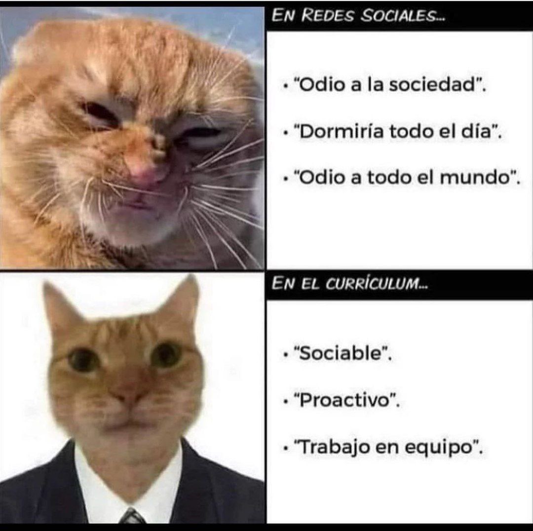 PoliticaEnMeme_'s tweet photo. Pero claro que todo somos ese gato buscando laburo!😺😺😺 https://t.co/db2xQ6uFbS