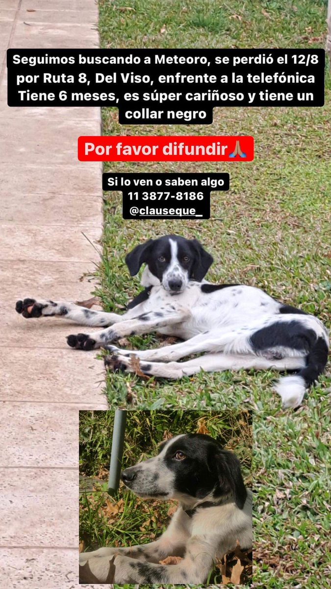 Tabyta201's tweet photo. 🔴SE BUSCA A METEORO 1138778186 https://t.co/GxiJLUxCyd