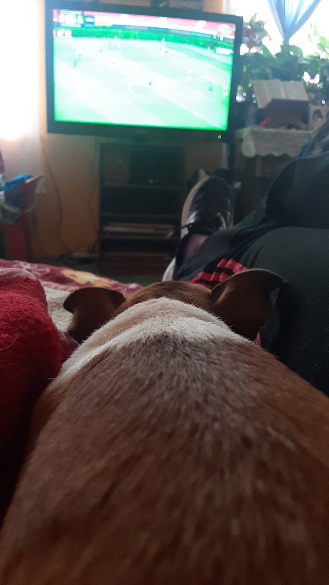 valalaoficial's tweet photo. #LASCHIVASXFOX hasta mi perro espera otro perro golazo de mis @ChivasFemenil https://t.co/rn6yqU3XBr