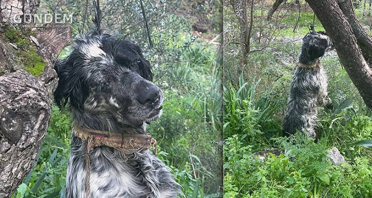 Bu katliam yeni yapıldı. Sokak hayvanlarını öldürmek için kampanya başlatan gazeteci, şarkıcı kim varsa şu fotoğraftan sorumludur. Türkiye merhamet ve hoşgörüyü hukukla birleştirdiğinde güçlenecek. Kadına, çocuğa, hayvana eziyetin bitmesi ancak hukuk sayesinde olur. O da yakın.