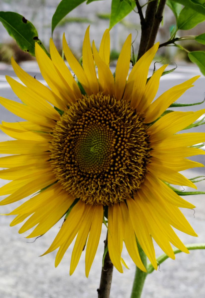 おはようございます。
朝晩に涼しさが感じられるようになりました。
昼間の蒸し暑さとの寒暖差にお気をつけください。
本日は土曜特売日、人気のアウトレット玉子焼を
特価400円（税込）で販売致します。
お近くにお越しの際はお立ち寄りください。
#玉栄本日営業中
＃玉子焼