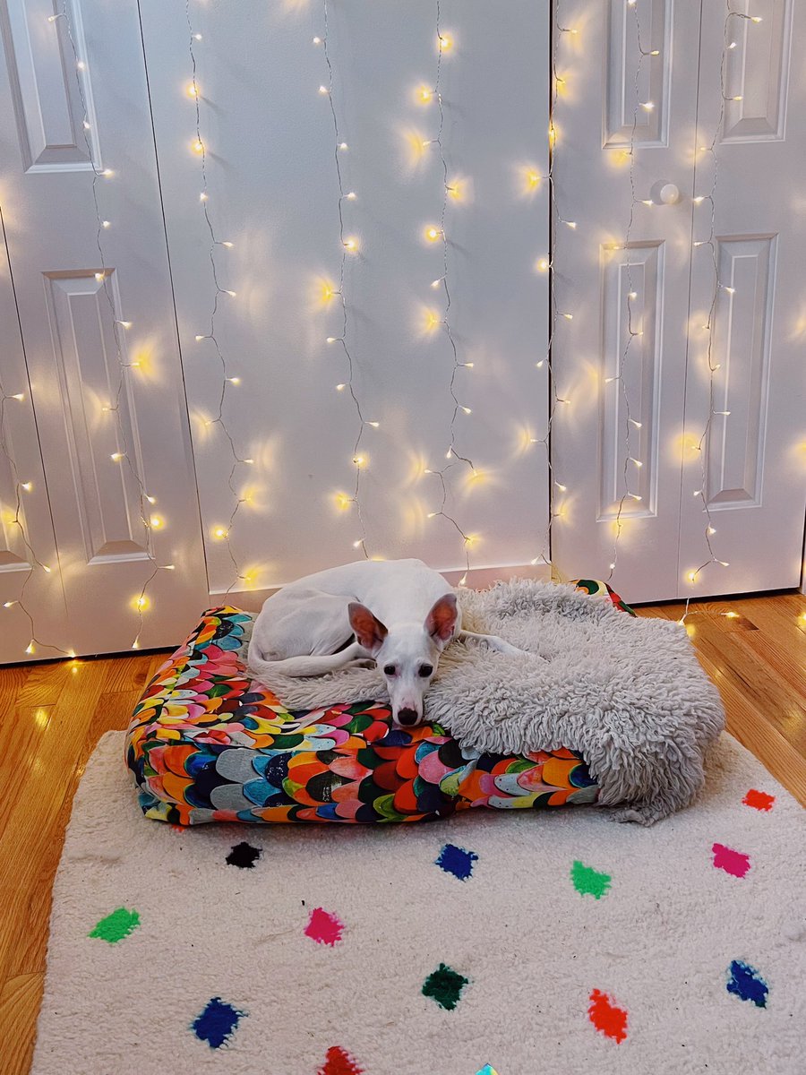 abbigail_rose's tweet photo. I love my model boys and my colourful apartment https://t.co/GGaLW28oXq