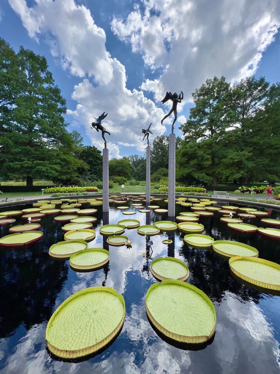 Victoria lily pads at the #missouribotanicalgarden