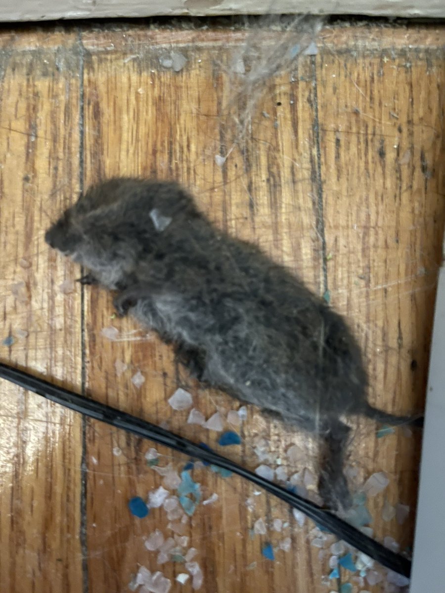 Isidore_Cat's tweet photo. Dammit! My dude @petesart found it :(.  And just when it was starting to smell real fine.
#CatsOfTwitter https://t.co/vTUt8LRfyg