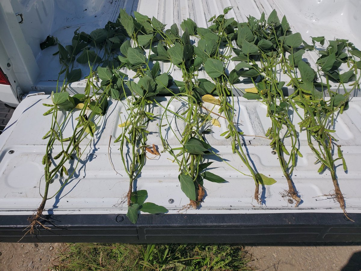 Nice looking crops in Lyndhurst. #ONyield22 <a href="/alpinepfl/">ALPINE</a> <a href="/Maizex/">Maizex Seeds</a> <a href="/FarmsMarketing/">Risk Management</a>