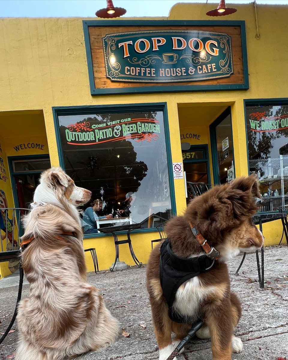 RescueMeCoffee's tweet photo. Your fury babies are always welcome at our café, you can enjoy your coffee and great food in our beautiful patio while your four-legged companions can enjoy their treats. 🐶  Thank you @scio_theredmerle and family for stopping by 🐶☕️ 

#coffee #cafe #coffeesubscription #morrobay https://t.co/trHx5xjts3