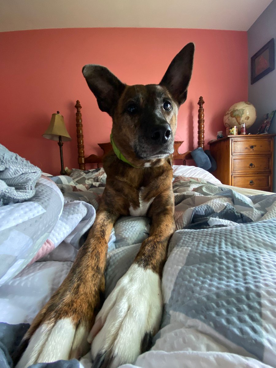 ChampionChase's tweet photo. Brucey Boi is the best boy! https://t.co/0SL6rVz8DW