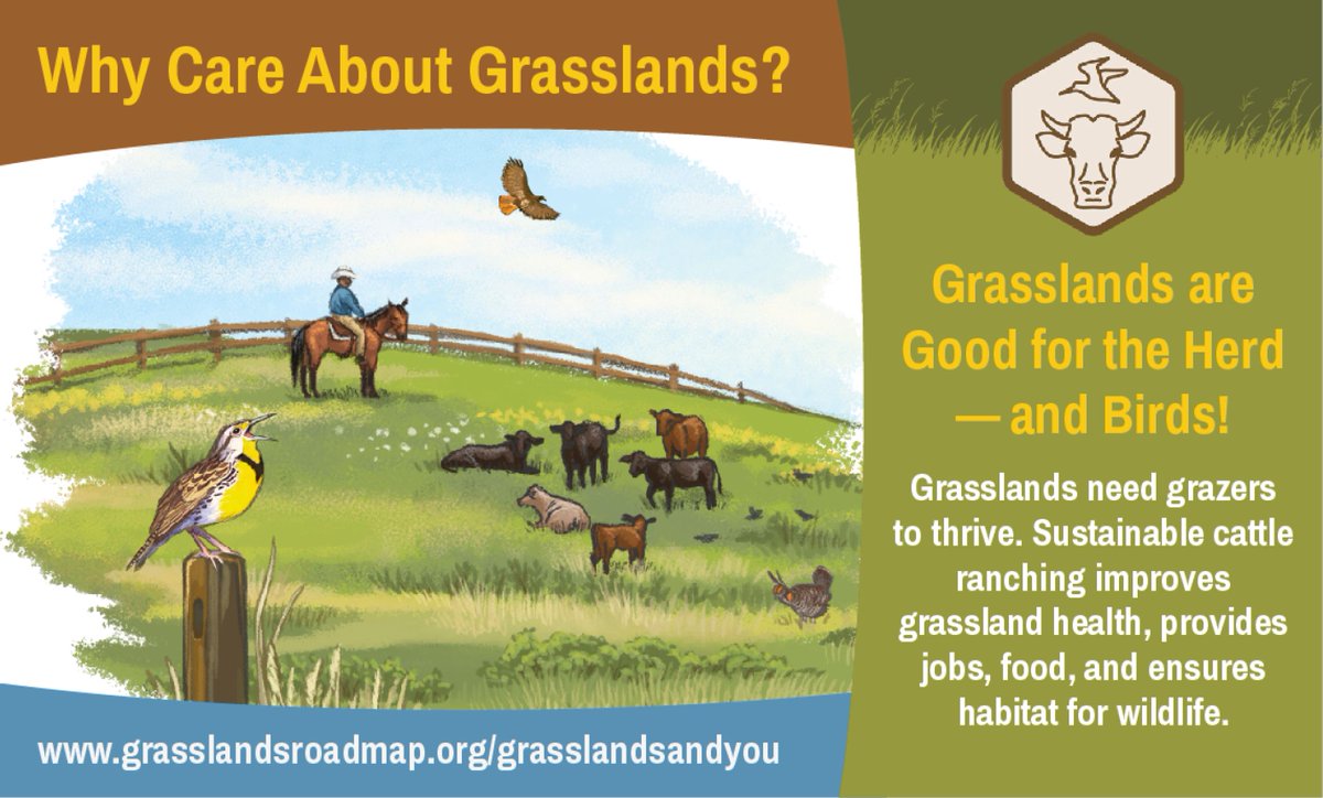 Grasslands need grazers to thrive.
#grasslandsandyou #grasslands #saveourgrasslands #grasslandbenefits #grasslandsforever #exploregrasslands #conservegrasslands #prairie #rangelands #actforgrasslands