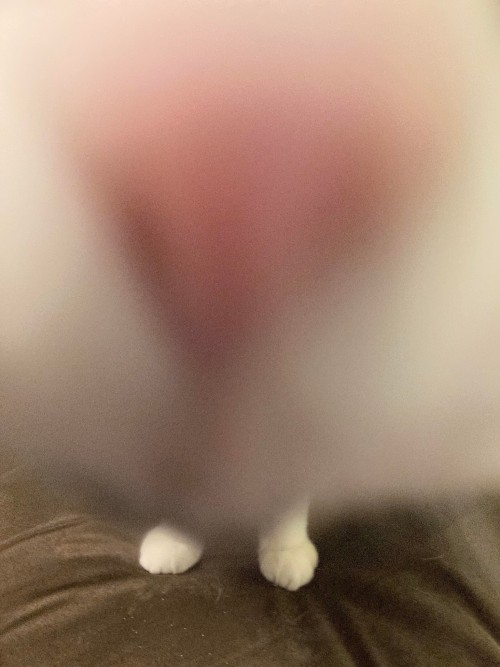 DontShowYourCat's tweet photo. u smell https://t.co/fF62BNeDvJ