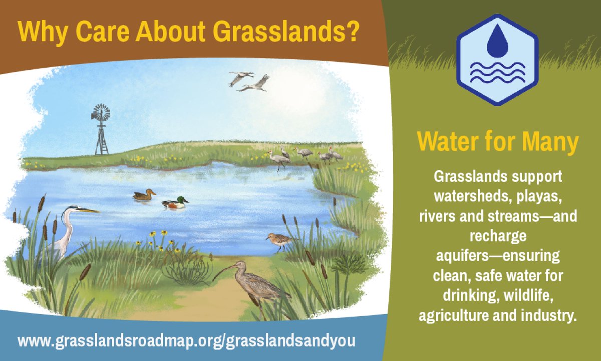Grasslands support watersheds, playas, rivers and streams.
#grasslandsandyou #grasslands #saveourgrasslands #grasslandbenefits #grasslandsforever #exploregrasslands #conservegrasslands #prairie #rangelands #actforgrasslands