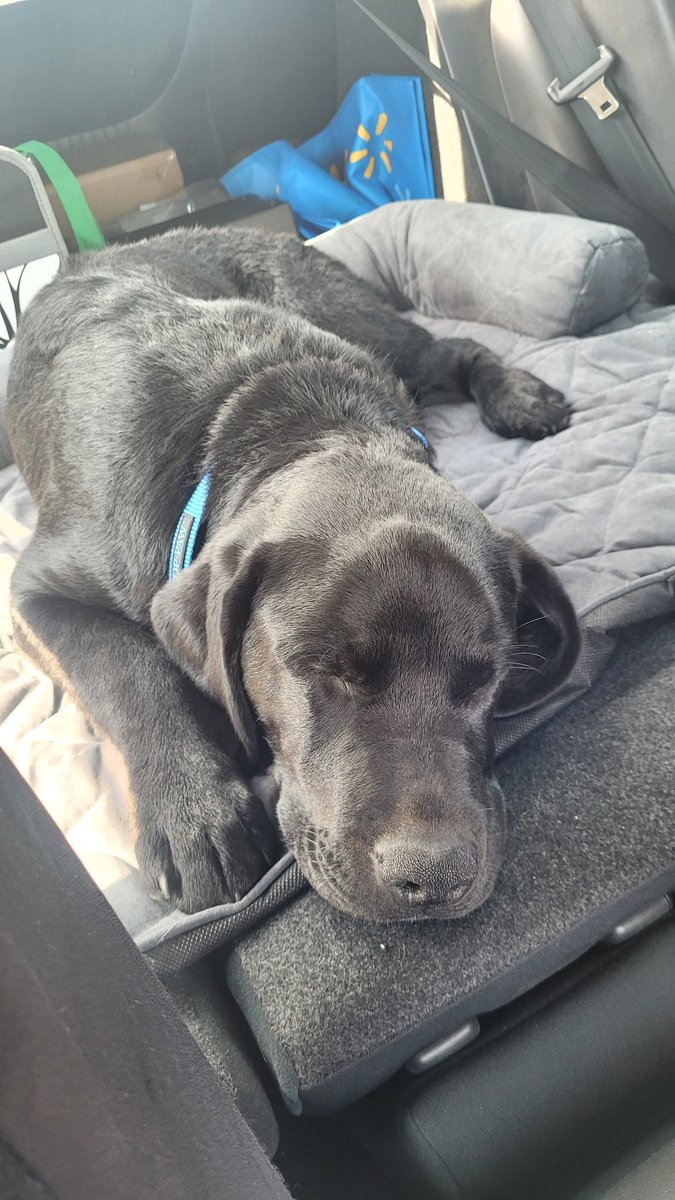 HighCanadianGuy's tweet photo. Meet Buckley https://t.co/UxglA0FnLZ