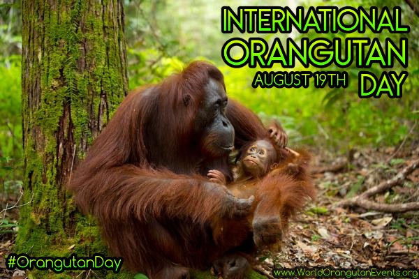 It's International #OrangutanDay! Please remember;  What you do makes a difference, but you have to decide what kind of difference you want to make. Please RT to raise awareness! #Orangutans NEED our HELP!