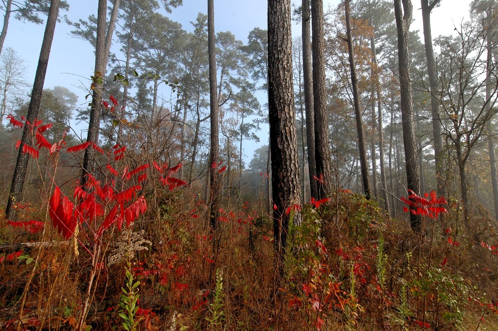 TXForestService's tweet photo. 58,836 tons of carbon are captured from the atmosphere every day by Texas forests. That’s equivalent to the amount of carbon emitted by 11,603 passenger vehicles for an entire year! #ForestryFactFriday https://t.co/PwwlsfCNGG
