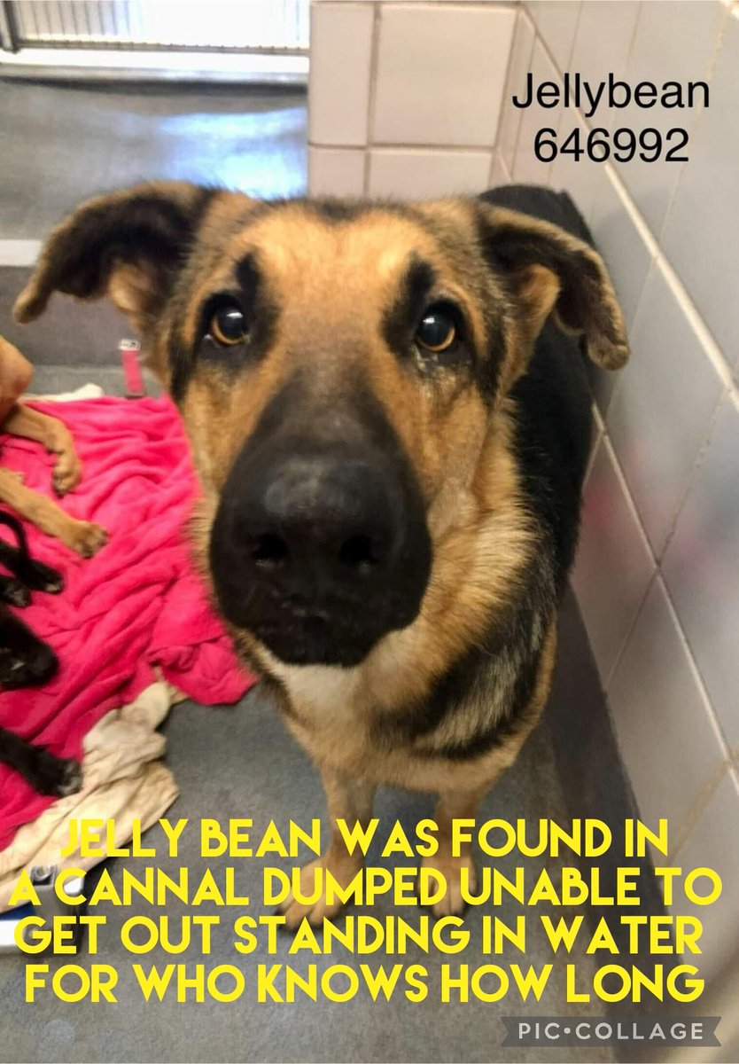 cara williams tweet media