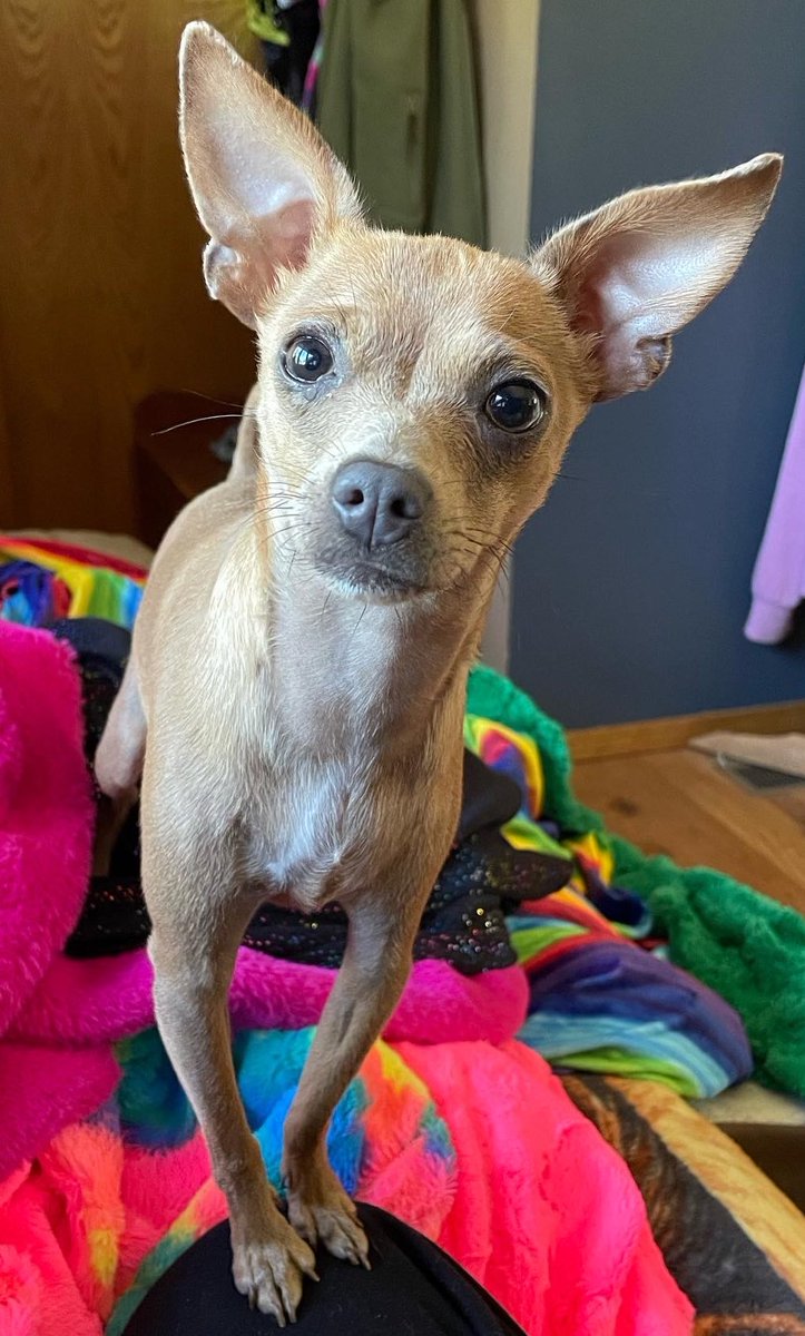Angelpaw's tweet photo. This is Eevee, my 10 month old puppy. ❤️❤️🥰🥰🐕🐕 https://t.co/En5cXaZurH