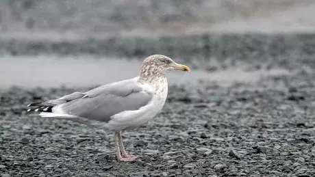 3 cases of avian flu now suspected in Nunavut ift.tt/IEgbH9X