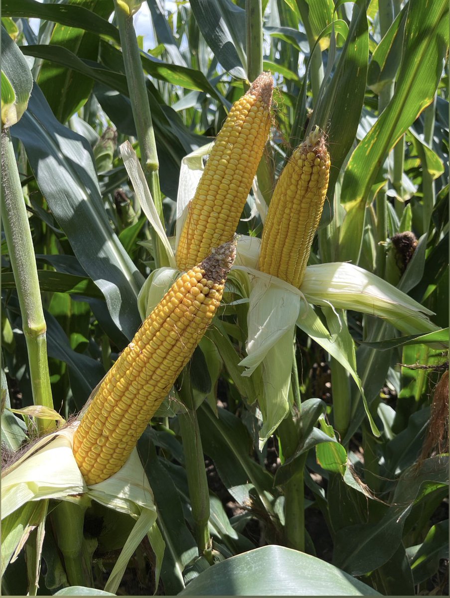 Going to be fun running a combine through 214-78VT2 this harvest.  <a href="/ChannelSeed/">Channel Seed</a> <a href="/Channel_NE/">Channel Nebraska</a> <a href="/3d_supply/">3D Supply Co   🇺🇸</a> @FieldCheckupFriday