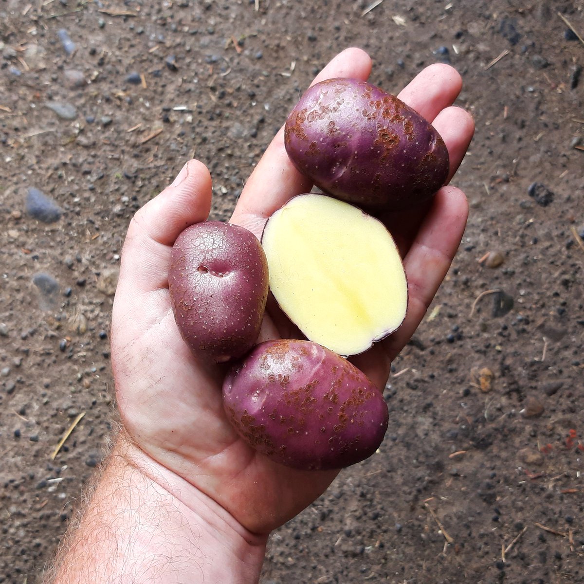 Cultivariable's tweet photo. First potato of the year is disappointing. That's normal. I usually show the few that I select to keep, but there are 100s that I discard for each one of those. This 2021 seedling performed well last year and had good flavor, but 2022 yield of four plants was less than 2 lbs. https://t.co/yeBVGx2Smi