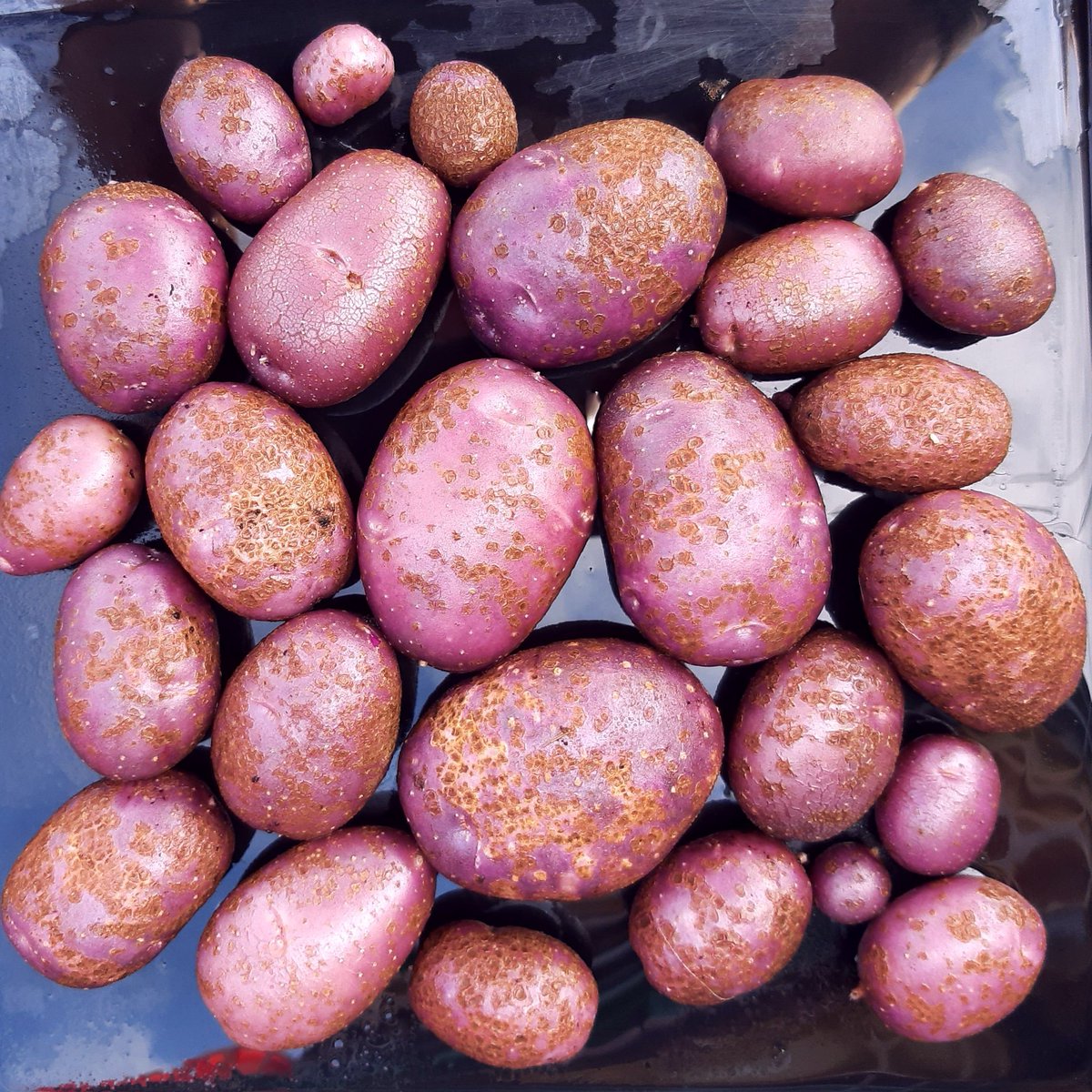 Cultivariable's tweet photo. First potato of the year is disappointing. That's normal. I usually show the few that I select to keep, but there are 100s that I discard for each one of those. This 2021 seedling performed well last year and had good flavor, but 2022 yield of four plants was less than 2 lbs. https://t.co/yeBVGx2Smi