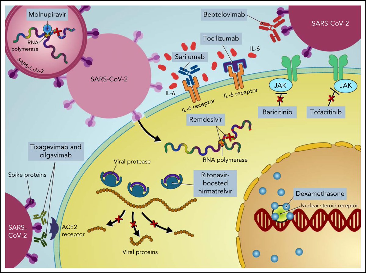 How I treat and prevent COVID-19 in patients with hematologic malignancies and recipients of cellular therapies loom.ly/UKSmN38