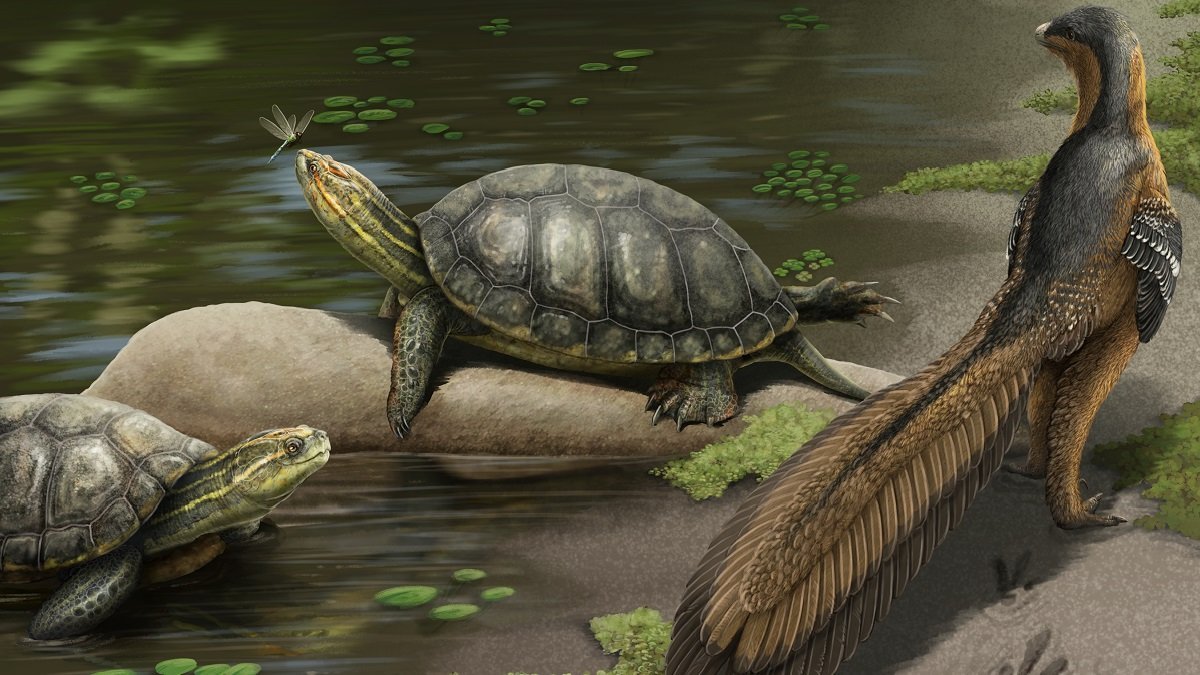 3D Anatomy Studios (@3danatomystudio) on Twitter photo Alabama used to have giant turtles (80+ cm long)--too big for a small theropod dinosaur to mess with! The description of #Appalechemys by <a href="/AlabamaPaleo/">Drew Gentry</a> et al. is out today, featuring🎨by <a href="/SerpenIllus/">Gabriel N. U.</a> doi.org/10.1002/ar.250… #SciNews #FossilFriday Alabama used to have giant turtles (80+ cm long)--too big for a small theropod dinosaur to mess with! The description of #Appalechemys by <a href="/AlabamaPaleo/">Drew Gentry</a> et al. is out today, featuring🎨by <a href="/SerpenIllus/">Gabriel N. U.</a> doi.org/10.1002/ar.250… #SciNews #FossilFriday