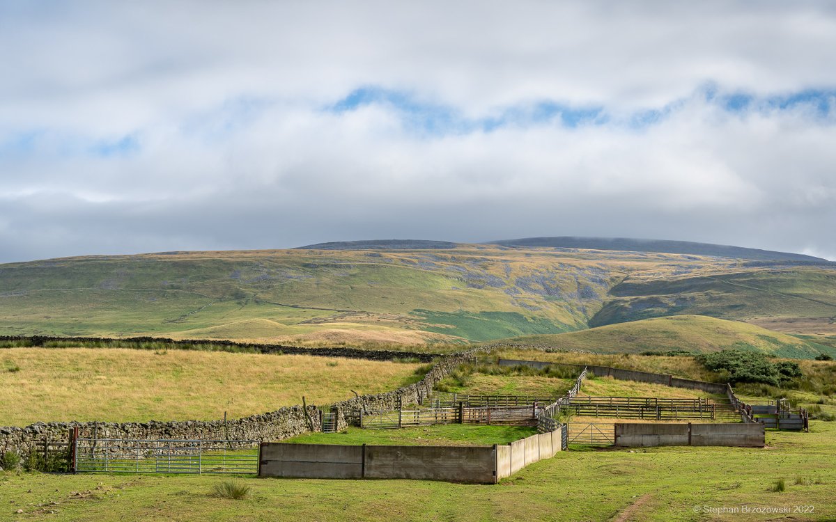 stephanbrz's tweet image. Lovely walk on the fell on Weds morning - a cool NE wind blowing, firm dry ground under foot. Absolutely nobody about, just a few fell ponies, no doubt rehearsing for the next Lloyds Bank advert! #EastFellside #NorthPennines #Cumbria @NorthPennAONB