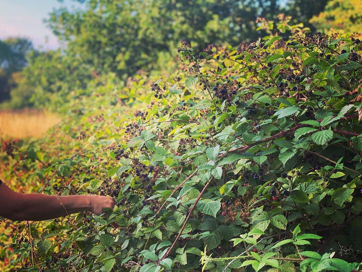 plumtreecoop's tweet photo. Gorgeous sunset over Roundshaw Downs. Not bad place to forage for some wild fruits - looks at those blackberries! So sweet and full of sun. And this wild apple tree has so many apples this year!
#fruitfullwalk #roundshaw #purley #foraginguk #sunset #plumtreeproject https://t.co/Ln3SxWCnDT