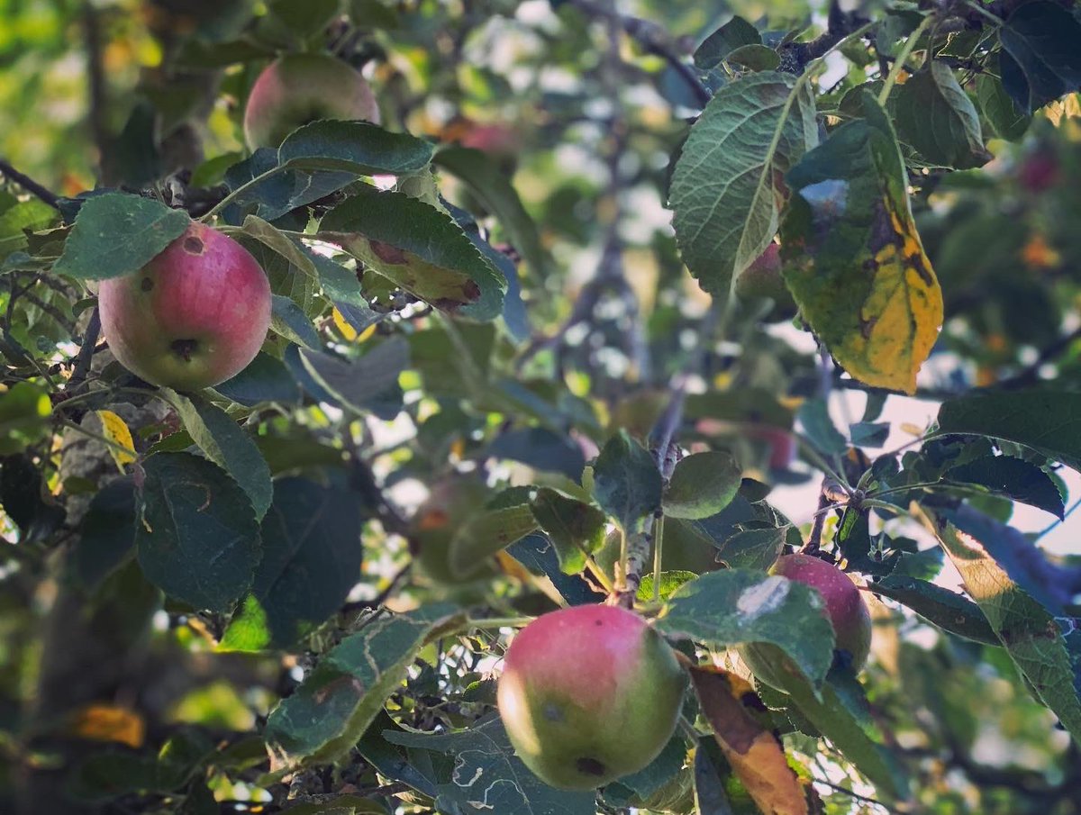 plumtreecoop's tweet photo. Gorgeous sunset over Roundshaw Downs. Not bad place to forage for some wild fruits - looks at those blackberries! So sweet and full of sun. And this wild apple tree has so many apples this year!
#fruitfullwalk #roundshaw #purley #foraginguk #sunset #plumtreeproject https://t.co/Ln3SxWCnDT