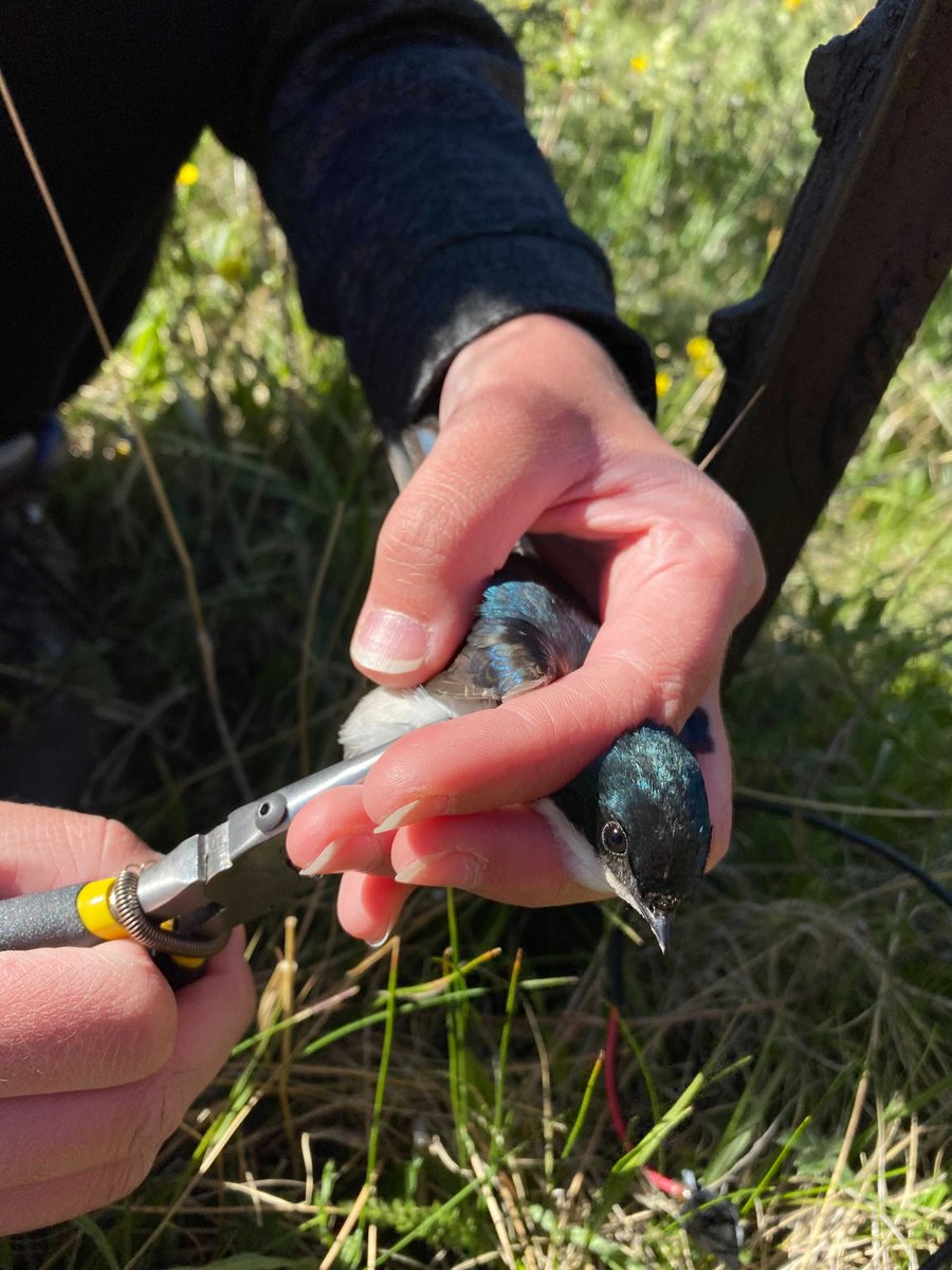 CSU Fish, Wildlife, and Conservation Biology tweet media