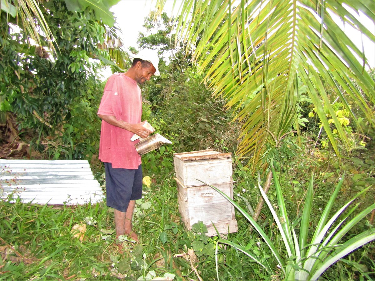 MBPartnership's tweet photo. Happy #WorldHoneyBeeDay 🐝We have apiarists in Kianjavato! They know that the plants local to the area are crucial for the survival of their bees. While the cyclones earlier this year impacted their hives, they hope to come back stronger next year.  #Madagascar #Reforestation https://t.co/fN49HHfGUy