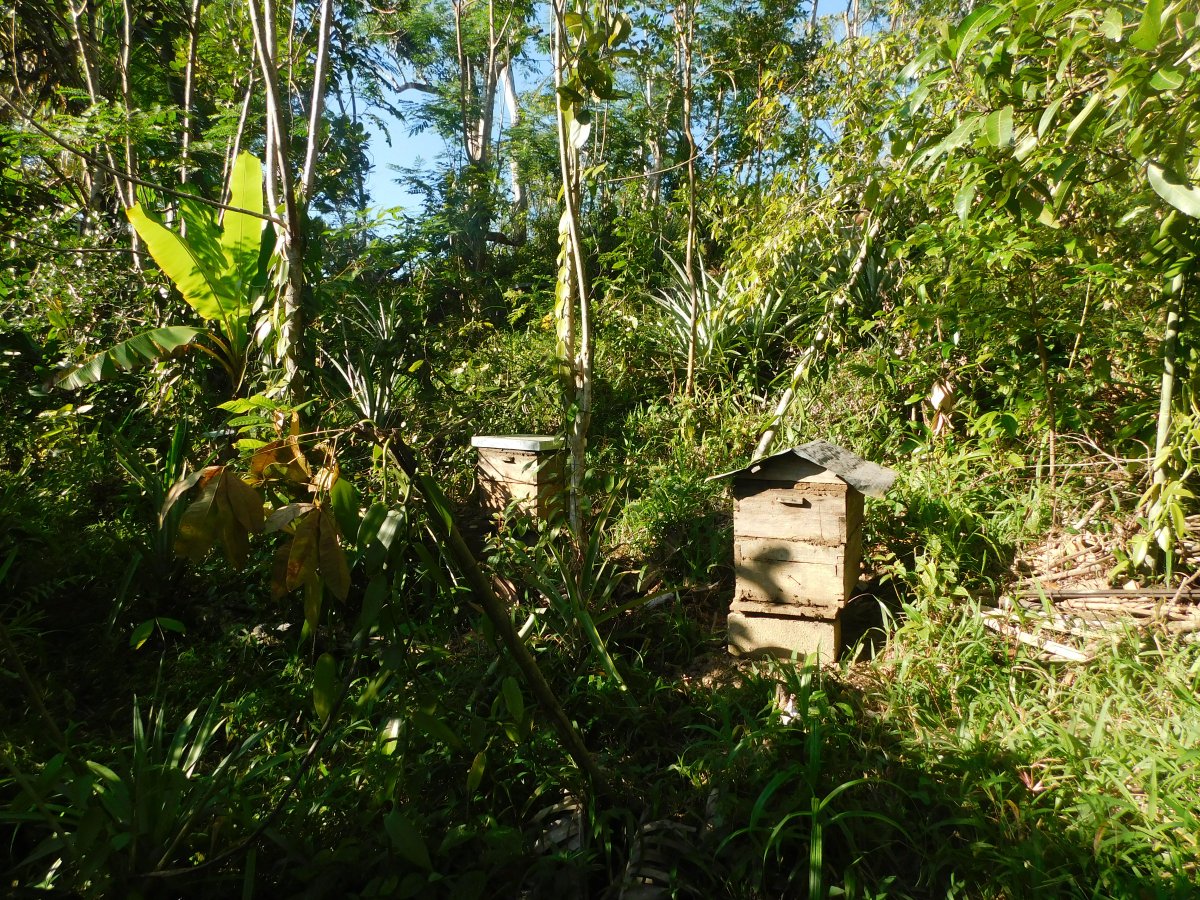 MBPartnership's tweet photo. Happy #WorldHoneyBeeDay 🐝We have apiarists in Kianjavato! They know that the plants local to the area are crucial for the survival of their bees. While the cyclones earlier this year impacted their hives, they hope to come back stronger next year.  #Madagascar #Reforestation https://t.co/fN49HHfGUy