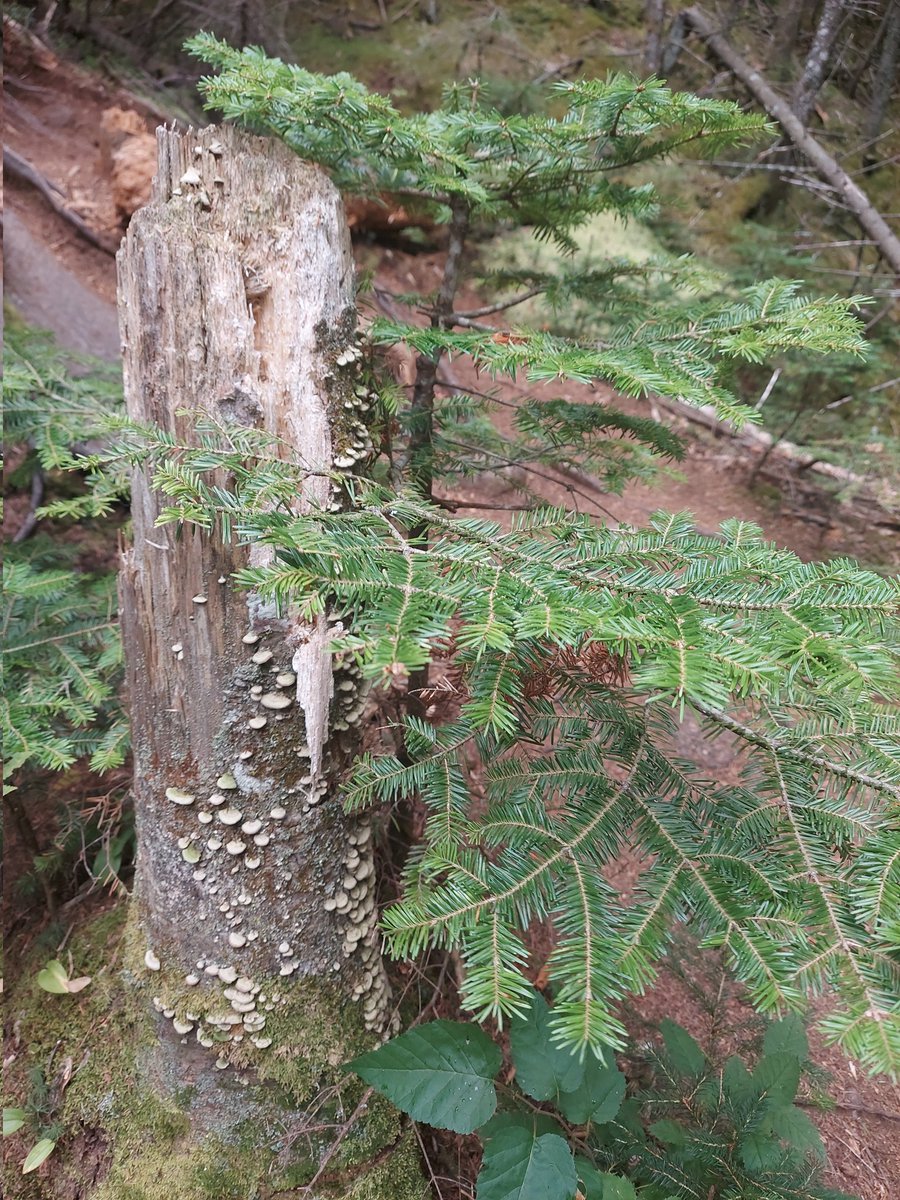 HiralABShah's tweet photo. What an inspiring week at the #cytoskeleton #GRC! Still wrapping my head around all the fascinating plants and microbes! #nonmodelorganisms The next one promises to have even more weird bugs! https://t.co/M1dT7oWwy0