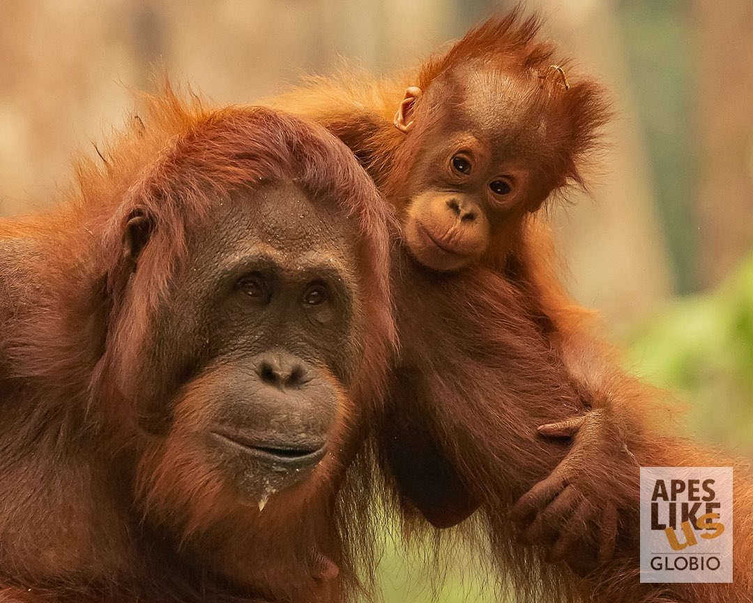 Orangutans, in both Borneo and Sumatra, have suffered enormous loss this century - nearly 85% - habitat loss, fires, and poaching have devastated red ape populations. Let’s change this #ApesTogetherStrong #APESNOTLEAVING