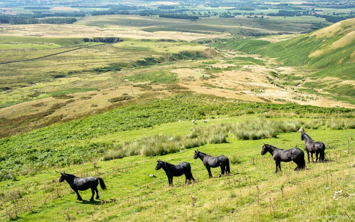 stephanbrz's tweet image. Lovely walk on the fell on Weds morning - a cool NE wind blowing, firm dry ground under foot. Absolutely nobody about, just a few fell ponies, no doubt rehearsing for the next Lloyds Bank advert! #EastFellside #NorthPennines #Cumbria @NorthPennAONB