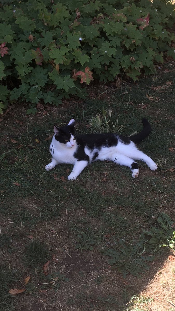 JesseandGiz15's tweet photo. Look who’s back …. Not even been moved house a week and he’s escaped ! Oscar #visitingcat appeared in our house this morning like he’s never moved away 😸 https://t.co/rLv4hCQR1L