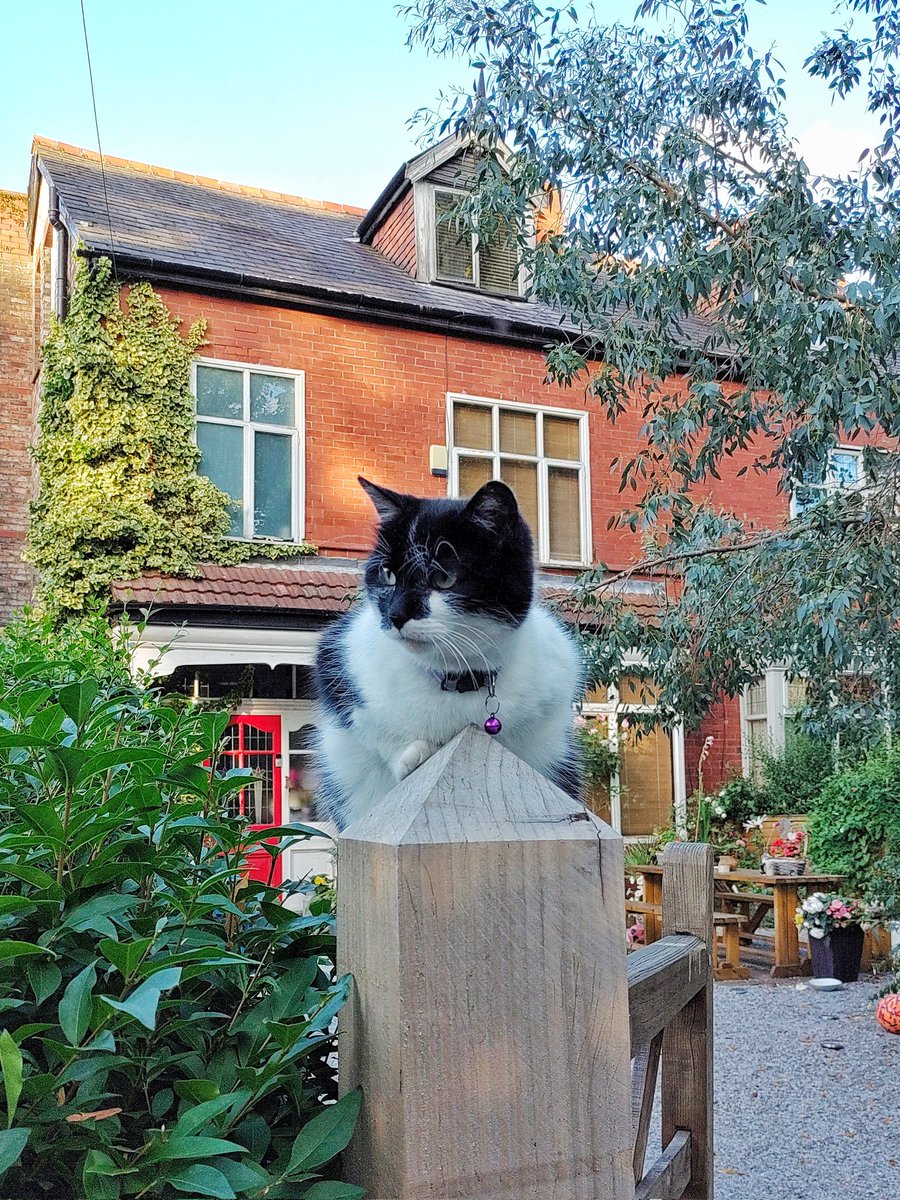 Cats of Manchester #17. Whalley Range. #catsofmanchester