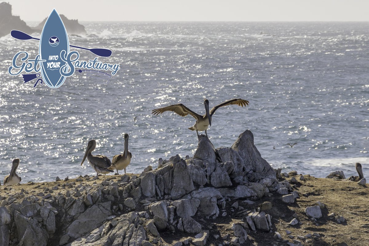 NOAA's Monterey Bay NMS (@mbnms) on Twitter photo Exploring your sanctuary this weekend? Capture <a href="/MBNMS/">NOAA's Monterey Bay NMS</a> beauty and submit your best images to the Get Into Your Sanctuary #PhotoContest by Sept 5. Let’s see what you got! 📸
Guidelines: sanctuaries.noaa.gov/photo-contest.…
#ILoveMySanctuary #SaveSpectacular #RecreateResponsibly
(📷 Ed Stone) Exploring your sanctuary this weekend? Capture <a href="/MBNMS/">NOAA's Monterey Bay NMS</a> beauty and submit your best images to the Get Into Your Sanctuary #PhotoContest by Sept 5. Let’s see what you got! 📸
Guidelines: sanctuaries.noaa.gov/photo-contest.…
#ILoveMySanctuary #SaveSpectacular #RecreateResponsibly
(📷 Ed Stone)