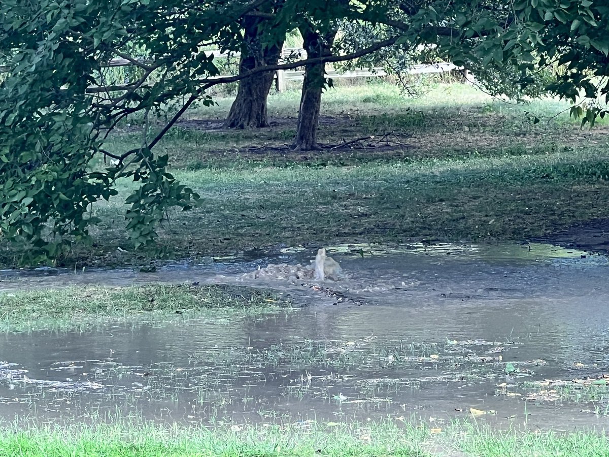 mossdesign's tweet photo. @ChicagoParks not sure if anyone is aware of this water eruption behind the stand up paddle rental building. https://t.co/VyILFFciay