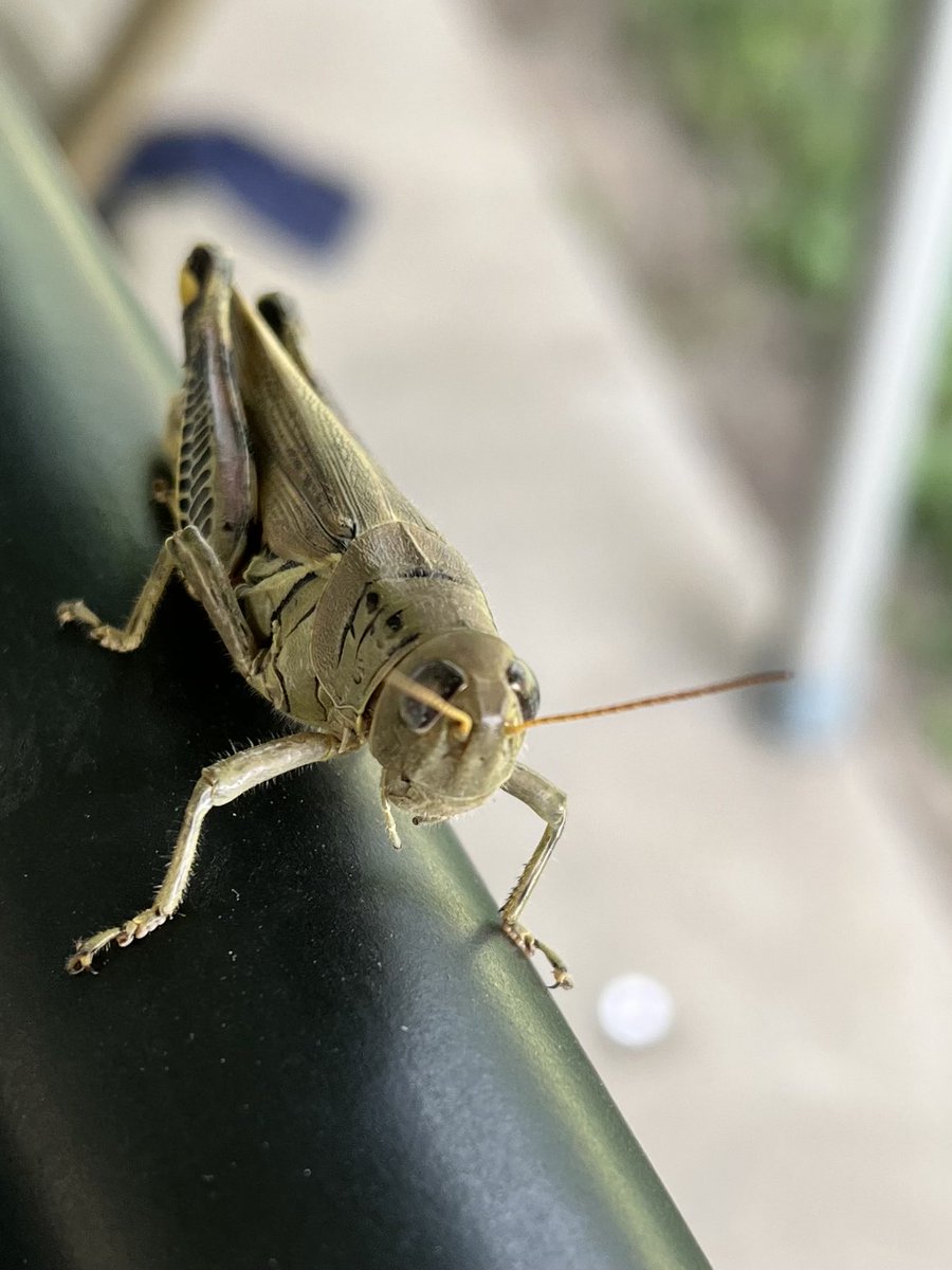 Aw, I have company at my #forestpest booth. ⁦<a href="/ILStateFair/">Illinois State Fair</a>⁩ ⁦<a href="/IllinoisDNR/">Illinois DNR</a>⁩