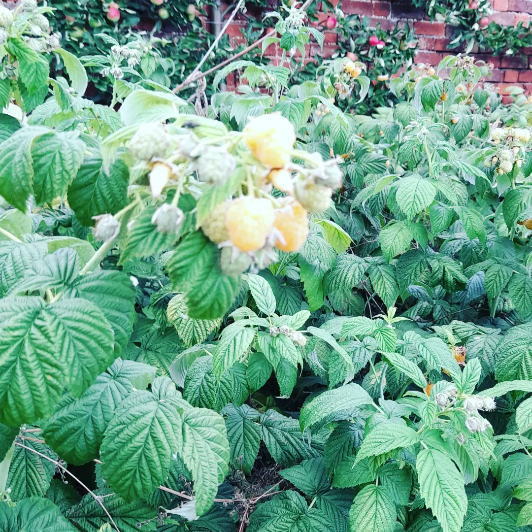 The abundant time of the year when the garden starts rewards all the hard work put in during the previous months.

The fruit &amp; veg goes into our delicious preserves, vinegars &amp; syrups, all available from our honesty box outside Mostyn Hall daily until 30th August.

#buylocal