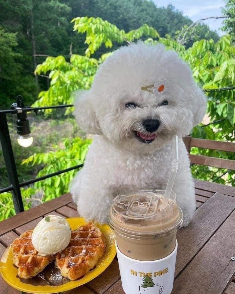 DiloConPerritos's tweet photo. Cuando por fin el mesero trae mi comida. https://t.co/U6l14KB7BF