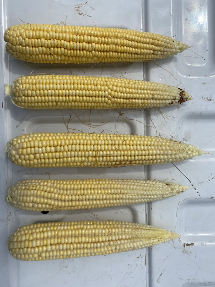 Corn earworm and western bean cutworm are active in cornfields now, especially in the late planter corn. It’s easy to find the Viptera hybrids because they have no insect damage on them. #NKSeeds <a href="/NKSeeds/">NK Seeds</a> <a href="/NK_Missouri/">NK Seeds Missouri/Iowa</a>