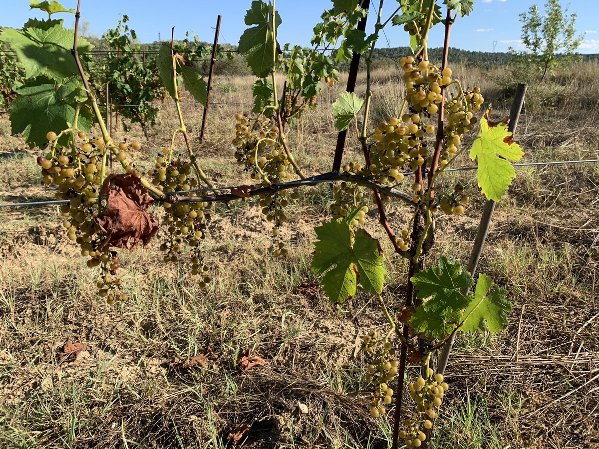 JMCambaceres's tweet photo. Les pluies de ces derniers jours autour de #Corconne #Gard ont bien sûr été bénéfiques mais elles ne compenseront pas les pertes dues à la grêle fin juin et à la sècheresse depuis plus de 2 mois. Les vignes ne sont pas « jolies ». Pertes entre 30 et 70 % pour le #GFAmasMathieu. https://t.co/maroMpZwhY