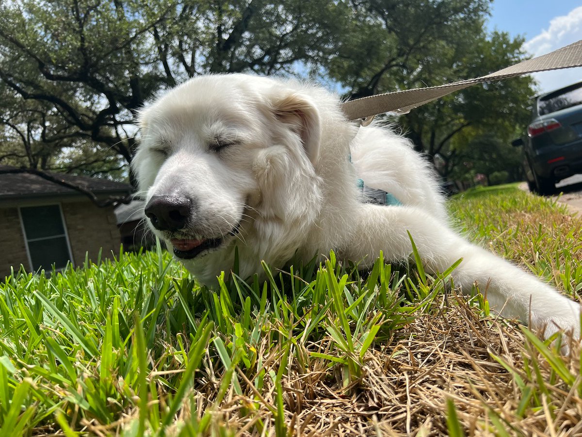 Brian Powell tweet media