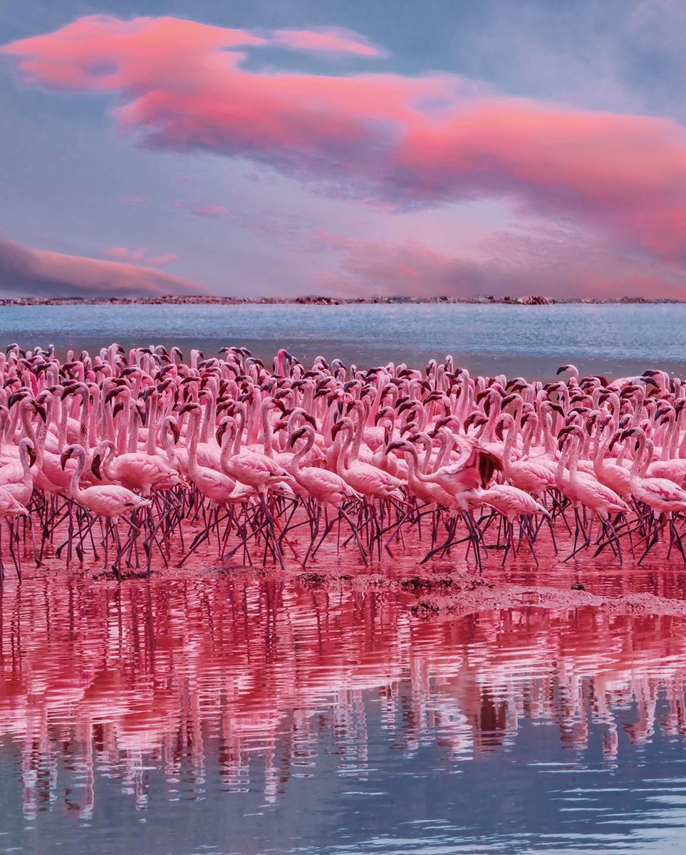 hallaboutafrica's tweet photo. Pink on pink at Kenya's Lake Bogoria. It's nearing bedtime here on Africa's east coast, but looking at these flamingoes and clouds it's as if I'm already dreaming. https://t.co/EV6hAebvMx
