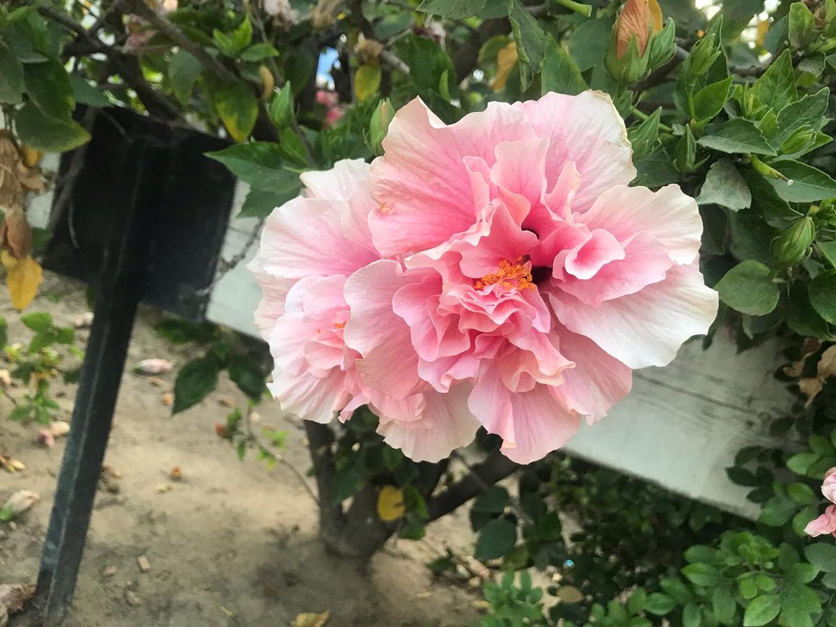 Dandonat2's tweet photo. In love with nature 🥰
#photography #Flowers #nature #NatureBeauty #naturelovers #NaturePhotography #naturelover #nature撮影会 https://t.co/rMddFkqr9R