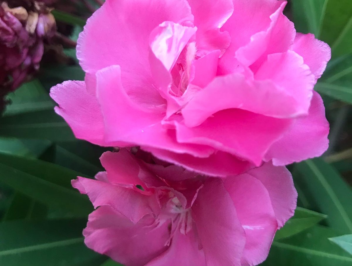 Dandonat2's tweet photo. In love with nature 🥰
#photography #Flowers #nature #NatureBeauty #naturelovers #NaturePhotography #naturelover #nature撮影会 https://t.co/rMddFkqr9R